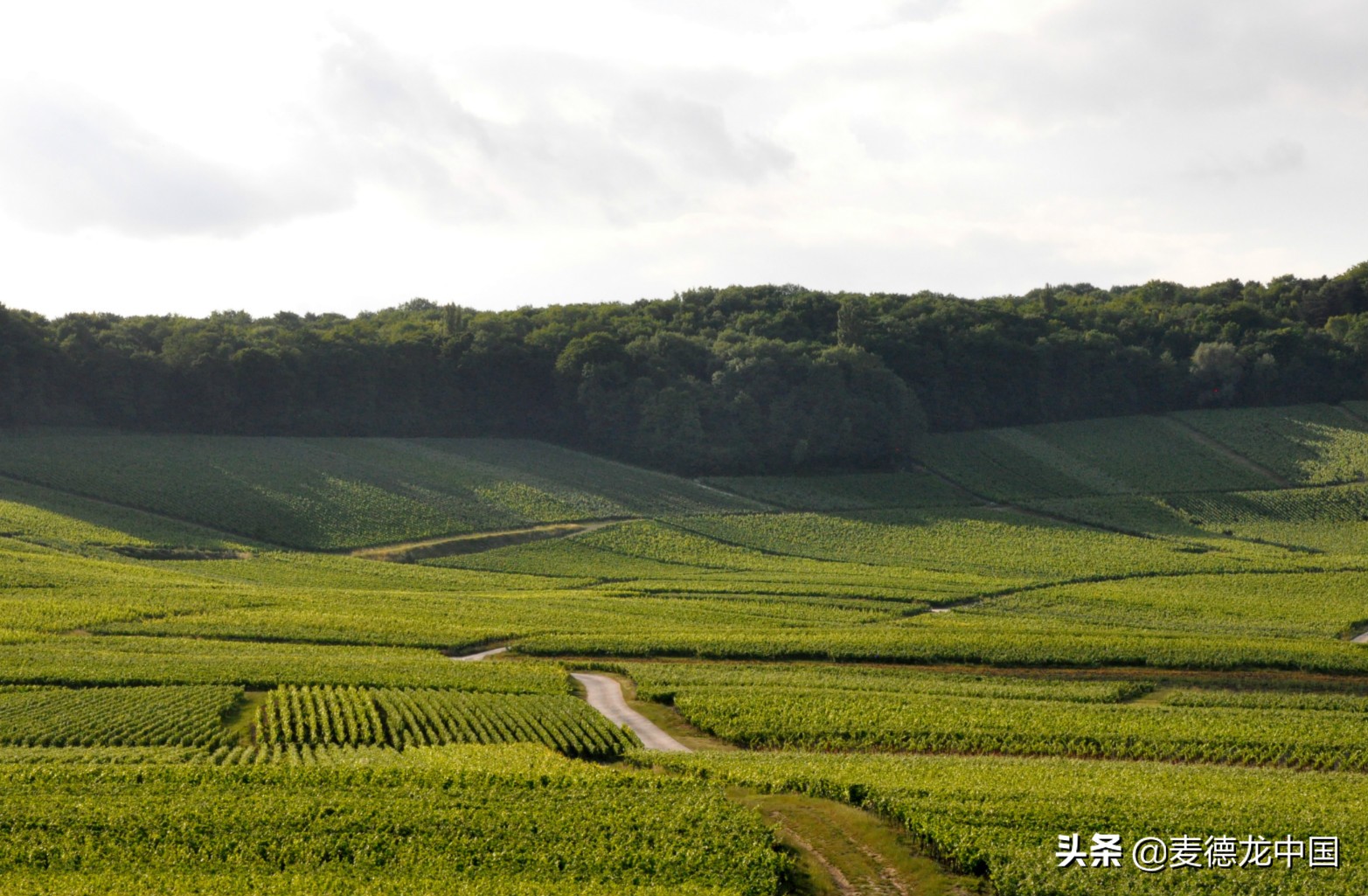 麦德龙葡萄酒必买排行榜,麦德龙葡萄酒推荐2023