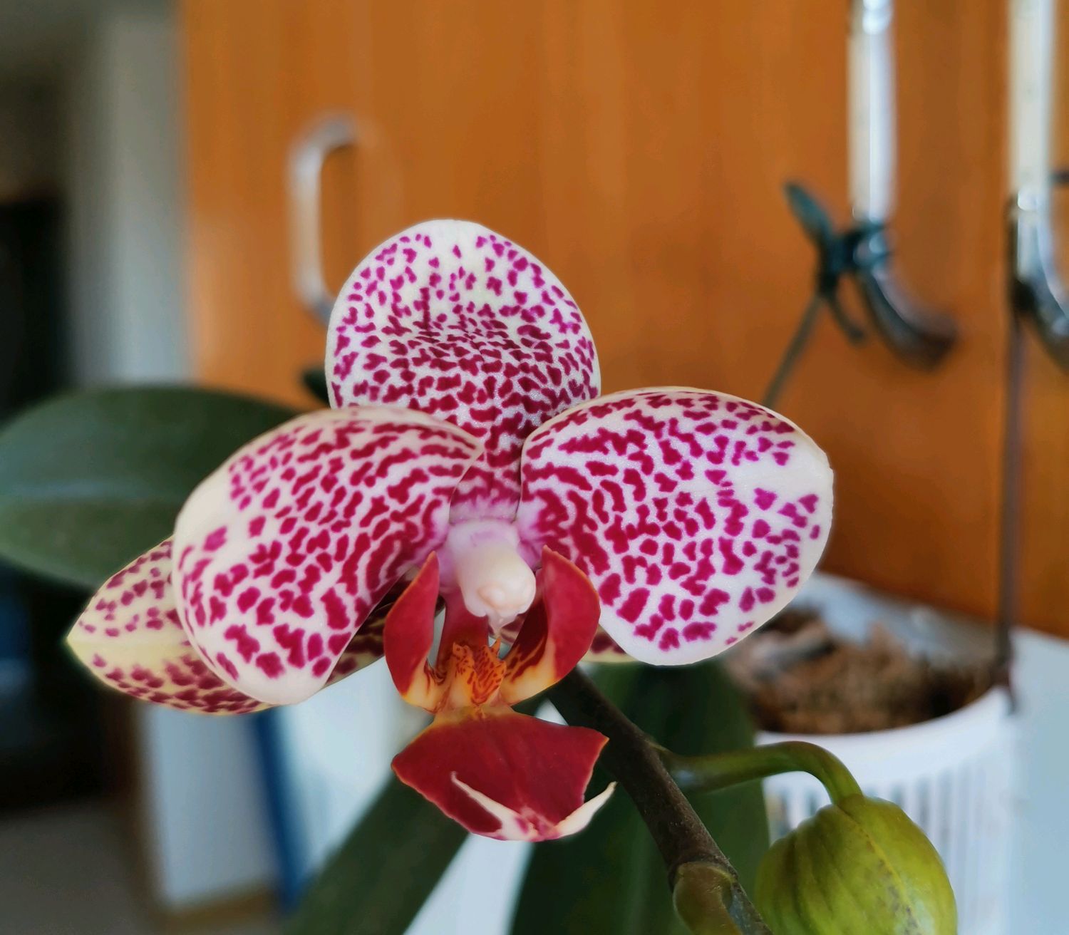 蝴蝶兰根系不往花盆扎？和趋光性无关，在盆土和浇水上犯大错