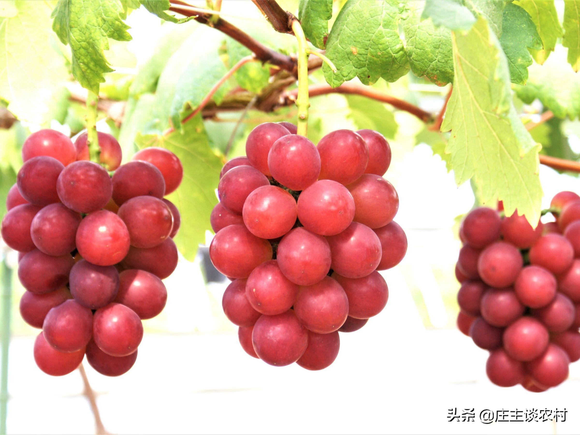 世界上最贵的三种食材,全球公认最贵顶级食材及价格