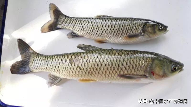 草鱼肝胆综合症最佳治疗方案,简述草鱼肝胆综合征的症状