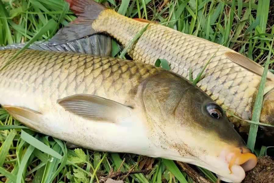 教你钓鲤鱼的独门技巧,钓鲤鱼注意五个细节和手法