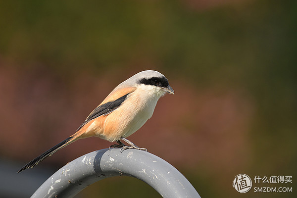 专业摄影师必备的定焦镜头,只选一只人像定焦镜头推荐