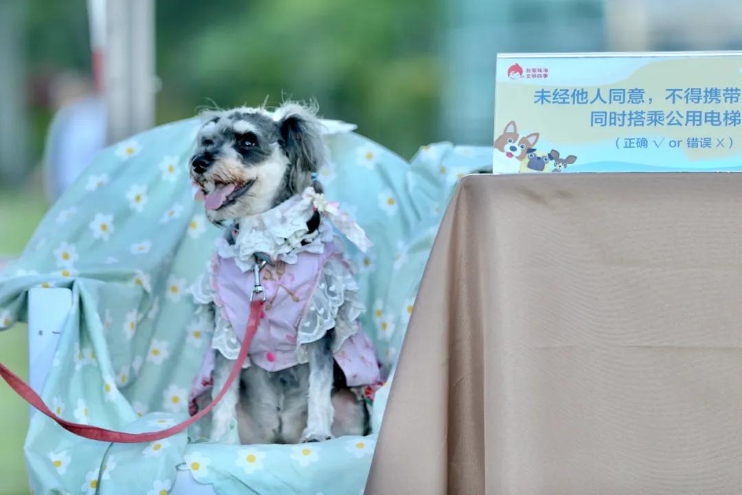 还记得那只C位出道的珠海狗狗么？