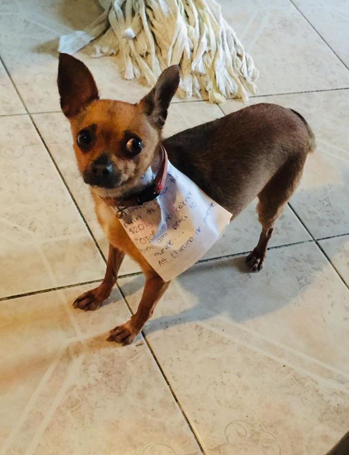 隔离中零食没了，主人灵机一动“派狗代购”，最后他被感动哭了