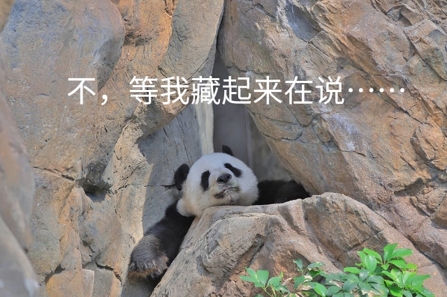 被发现了…可爱大熊猫的秘闻……