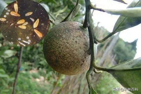 柑橘锈壁虱特效药配方,柑橘锈壁虱防治最佳时段是哪个月