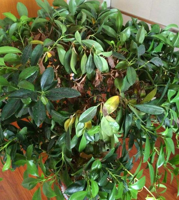 养“非洲茉莉”，常遇到这些病害、虫害，了解清楚才能养出美盆栽