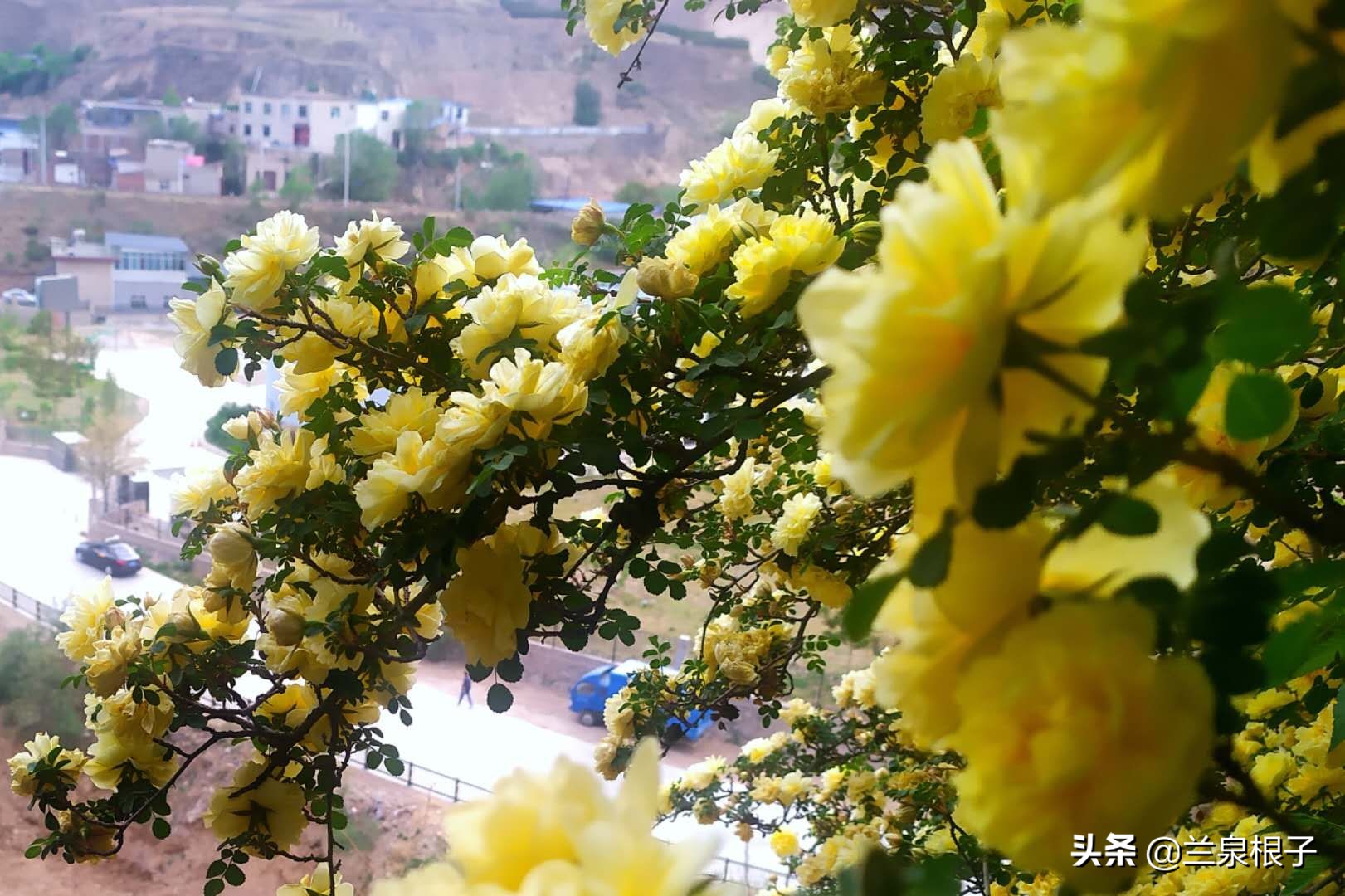 最美黄玫瑰,歌曲黄玫瑰你最美