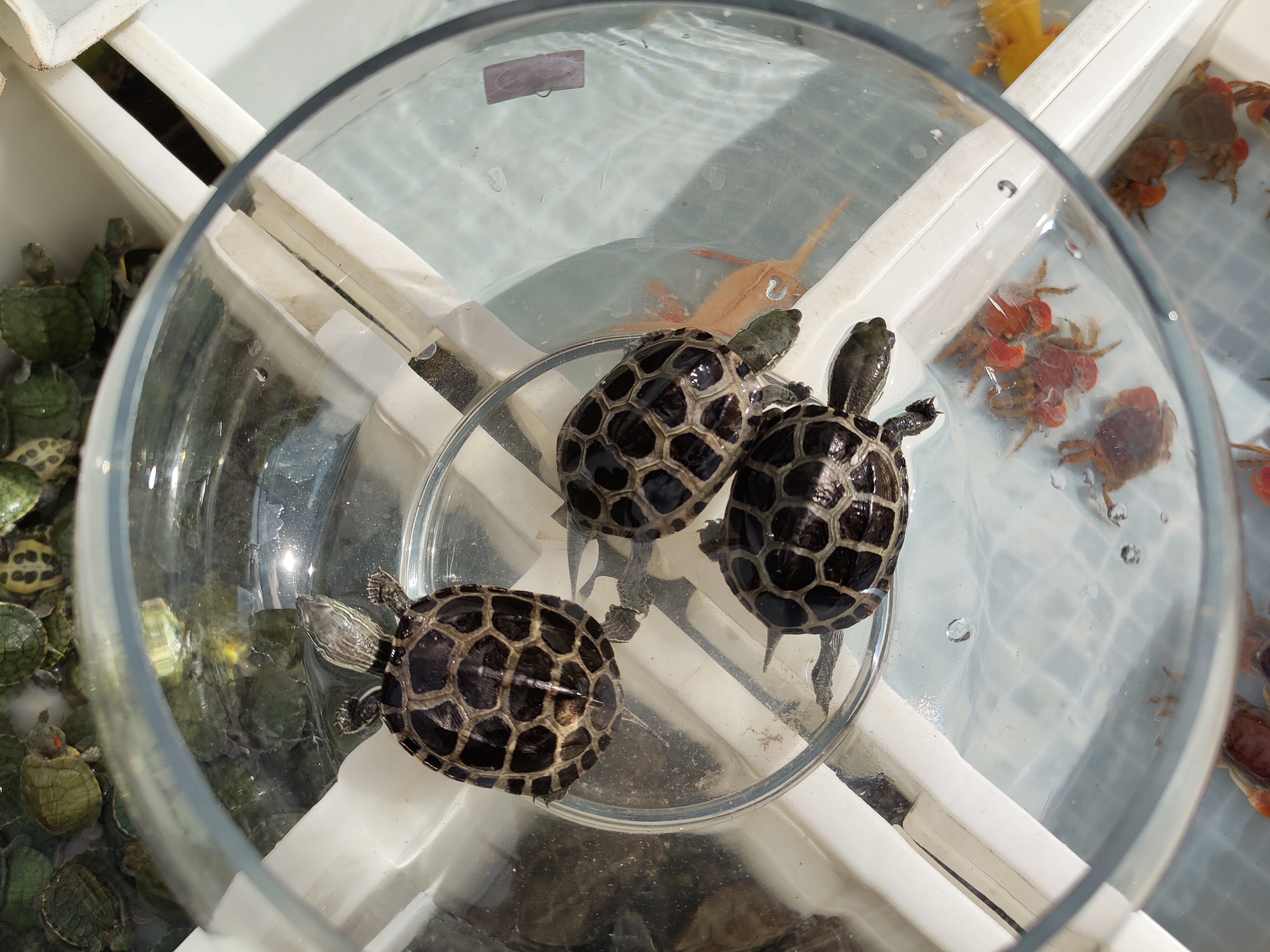 新手养乌龟怎么选健康的龟,新手养乌龟养什么龟最好第一名