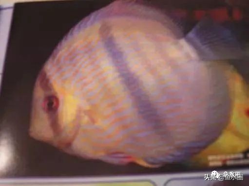 七彩神仙品系图谱,七彩神仙全系品种介绍