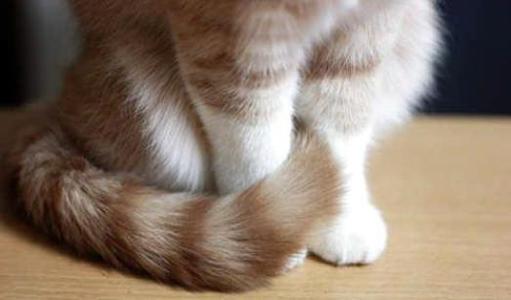 为什么不可以拽猫猫的尾巴,拽猫尾巴能引起什么后果