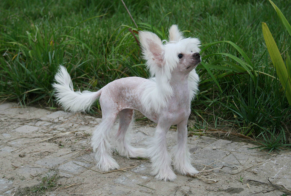 世上最漂亮的十种狗,最名贵的狗叫什么名字