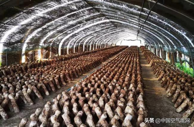 菌菇烘干全过程,湖南菌菇烘干生产线公司