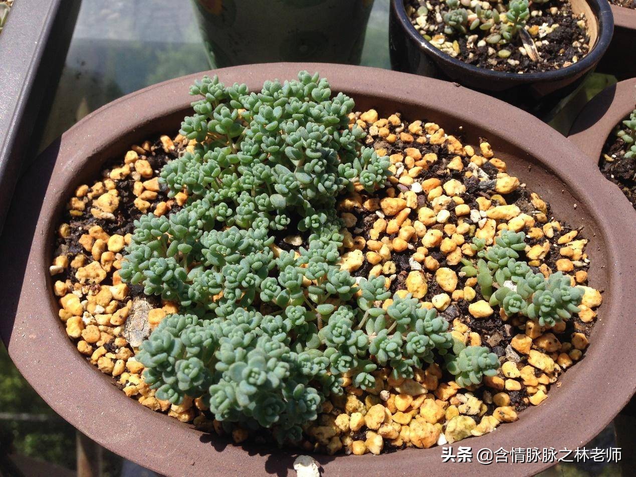 家里植物长得不好有什么说法,家里什么植物都养不好是什么原因