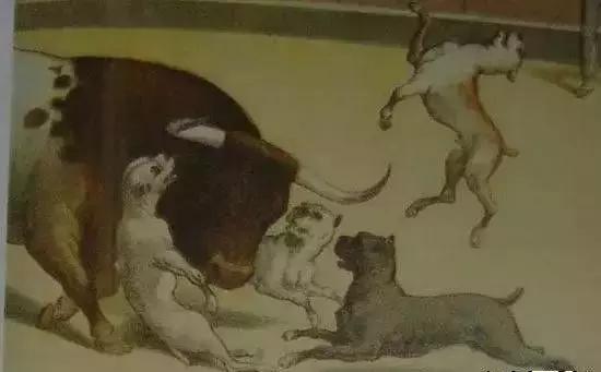 危险分子猛犬暴徒—加纳利，请你低调