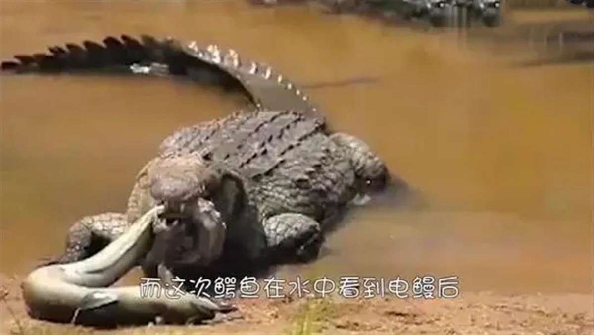 鳄鱼咬住电鳗被电死,鳄鱼咬住电鳗后的后果
