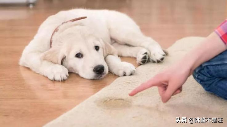 狗狗在床上尿尿屡教不改怎么办,狗狗在床上乱拉大小便怎么办