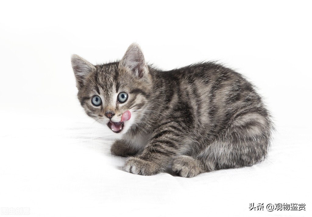 猫的生理结构决定了它特殊的需求,猫到晚上不停的叫是怎么回事