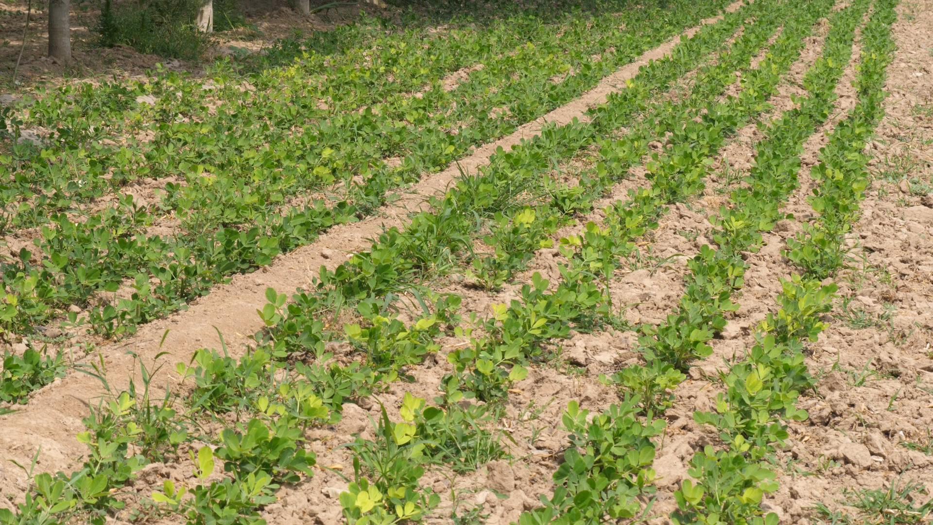 花生盖了膜怎么补肥,花生膨果期补啥肥料