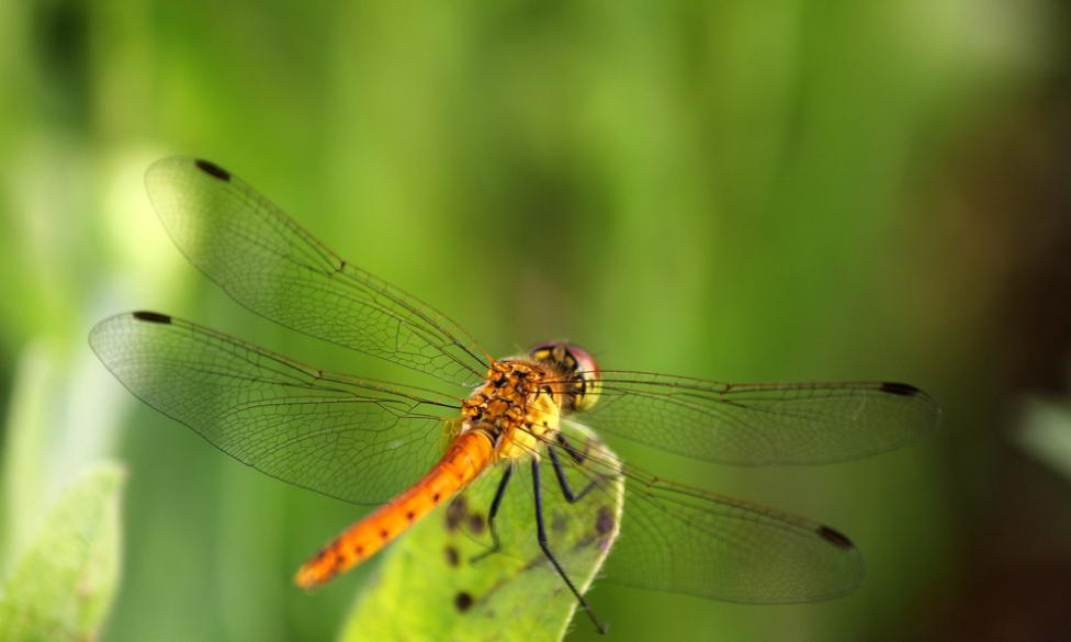 蜻蜓为什么越来越少了,为什么蜻蜓越来越少了