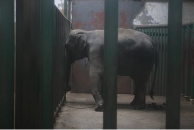 长沙动物园大象踩死人事件：官方称疑似56岁雄象发情导致悲剧；动保人士呼吁取消动物表演