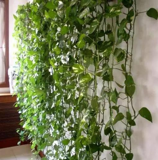 绿萝怎么样做才能好看呢,绿萝如何造型比较好看