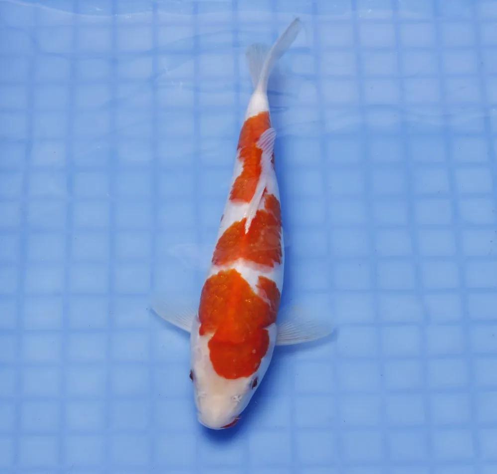 锦鲤充血病的防治方法,锦鲤充血怎么处理