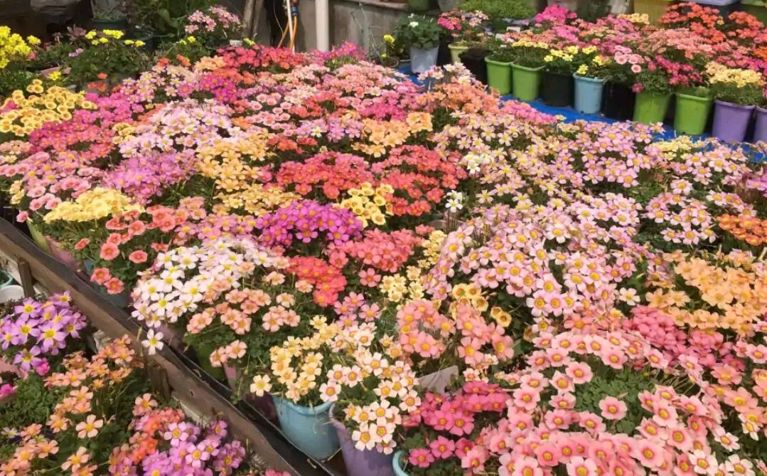 这“38种花”，当你开始收集品种时，你已入坑颇深