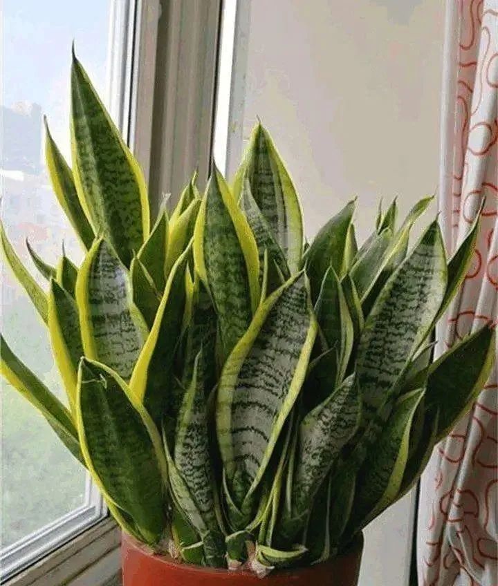 除甲醛最好的花是什么品种,房间养什么花可以除甲醛味