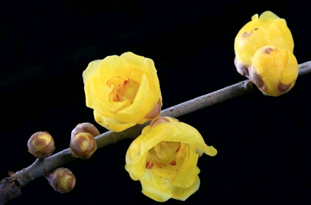 傲雪凌霜的腊梅正在绽放,傲立寒冬的腊梅