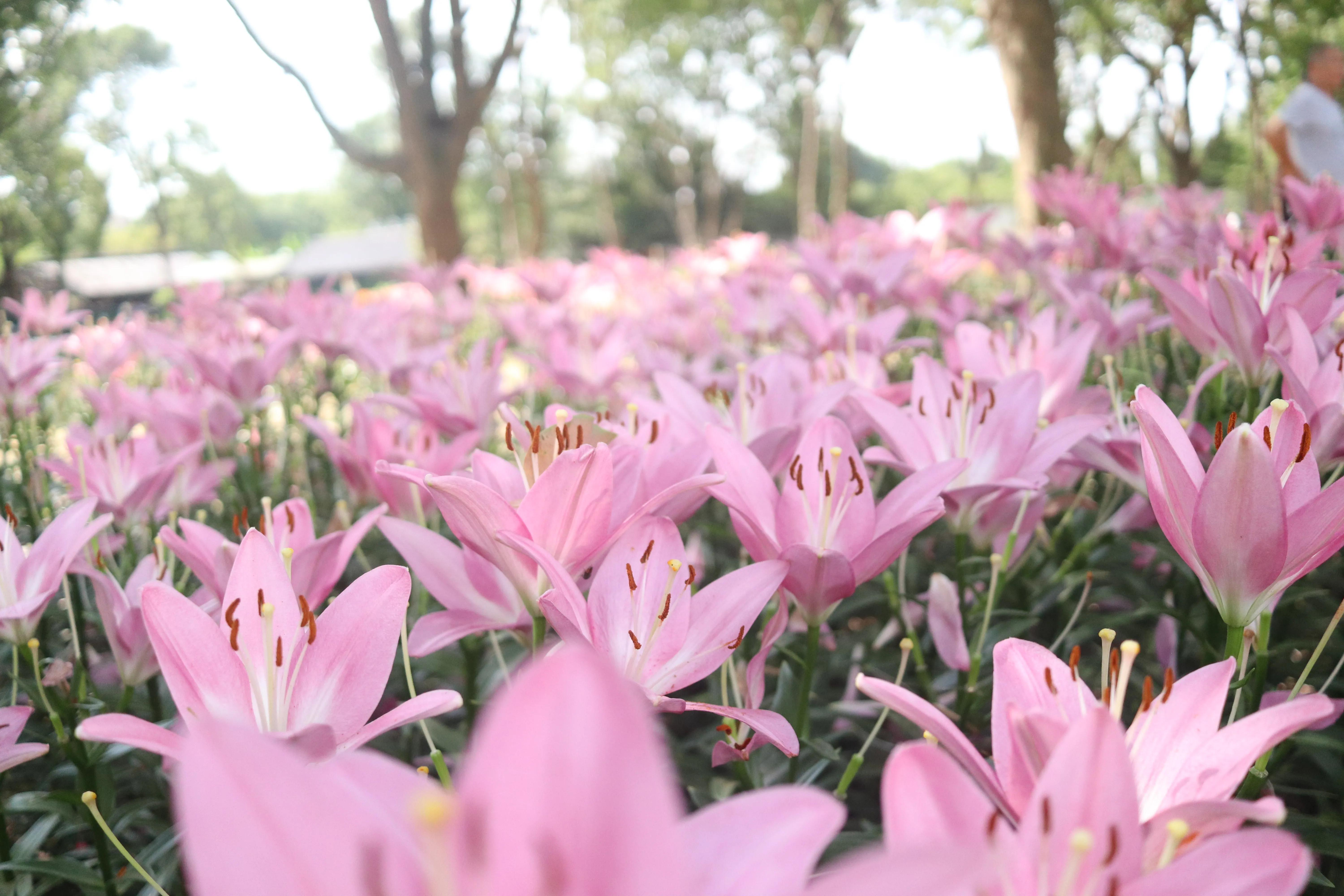 无锡荣氏梅园梅花绽放,无锡荣氏梅园百合花