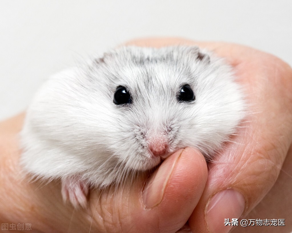 仓鼠的一些常见病和解决办法,养仓鼠的注意事项和常识