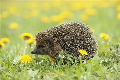 人工养殖的刺猬怎么养,迷你刺猬为什么不能随便养