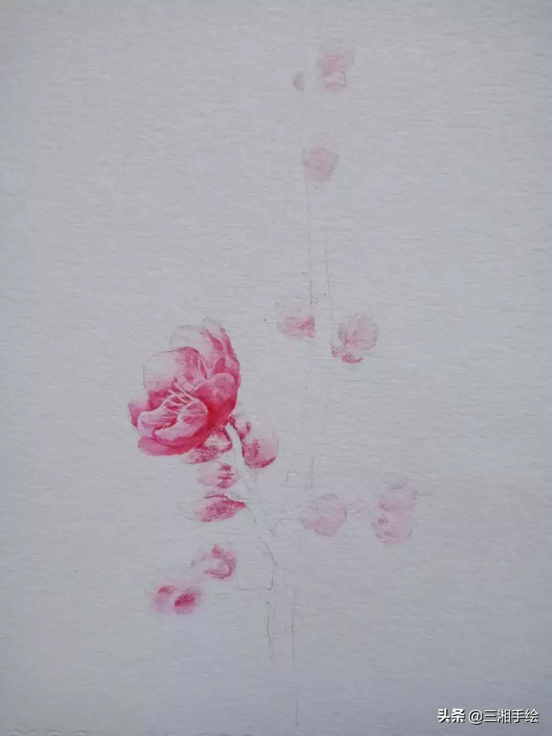 梅花十二和梅花13怎么画,梅花画彩铅