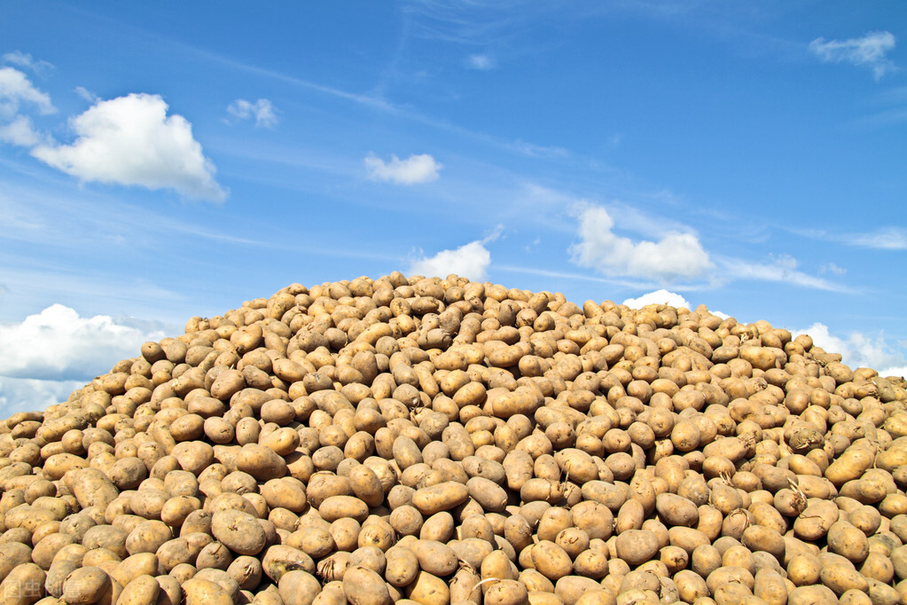 库存开始发芽，新品又陆续上市，价格低至两毛，村民：为啥连年赔