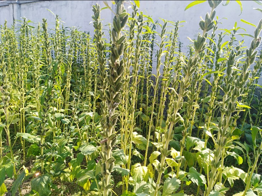 王玉：余沟初秋与老城老人