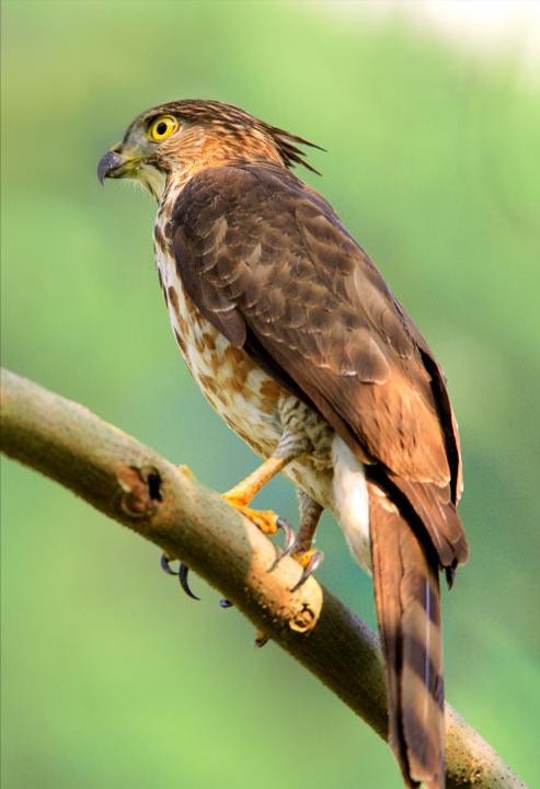 东江揽胜,惠州淡水常见鸟类图谱