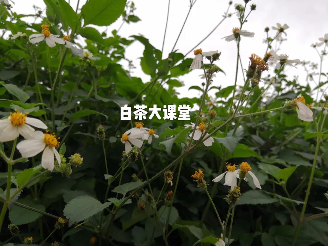 白茶是什么滋味,白茶讲的什么