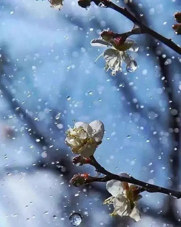 拍大片梅花技巧,梅花拍人物照姿势技巧大全