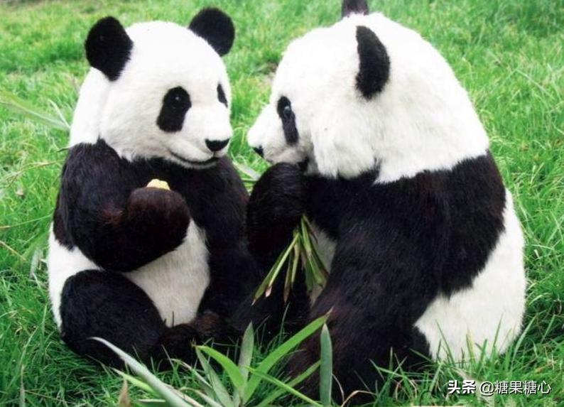 你们想要去四川看熊猫吗,来成都看熊猫一定要来熊猫谷