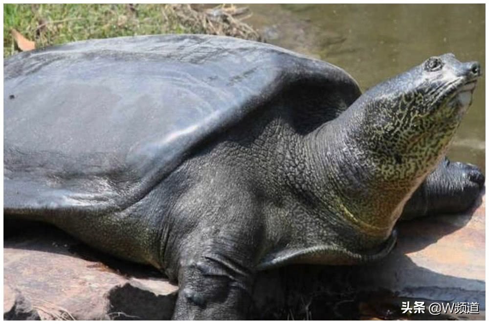 世界上最孤单的四种物种,世界上最令人难以置信的物种