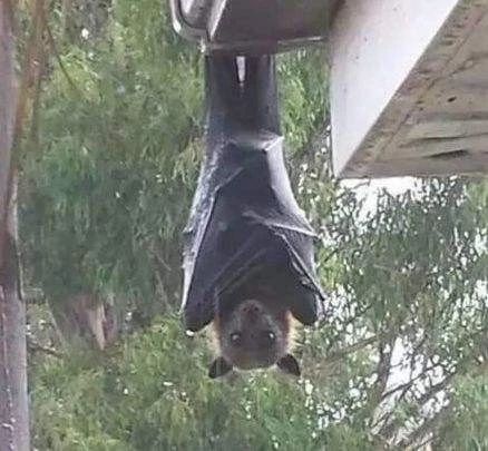 蝙蝠和吸血鬼的渊源,蝙蝠是怎么传播病毒