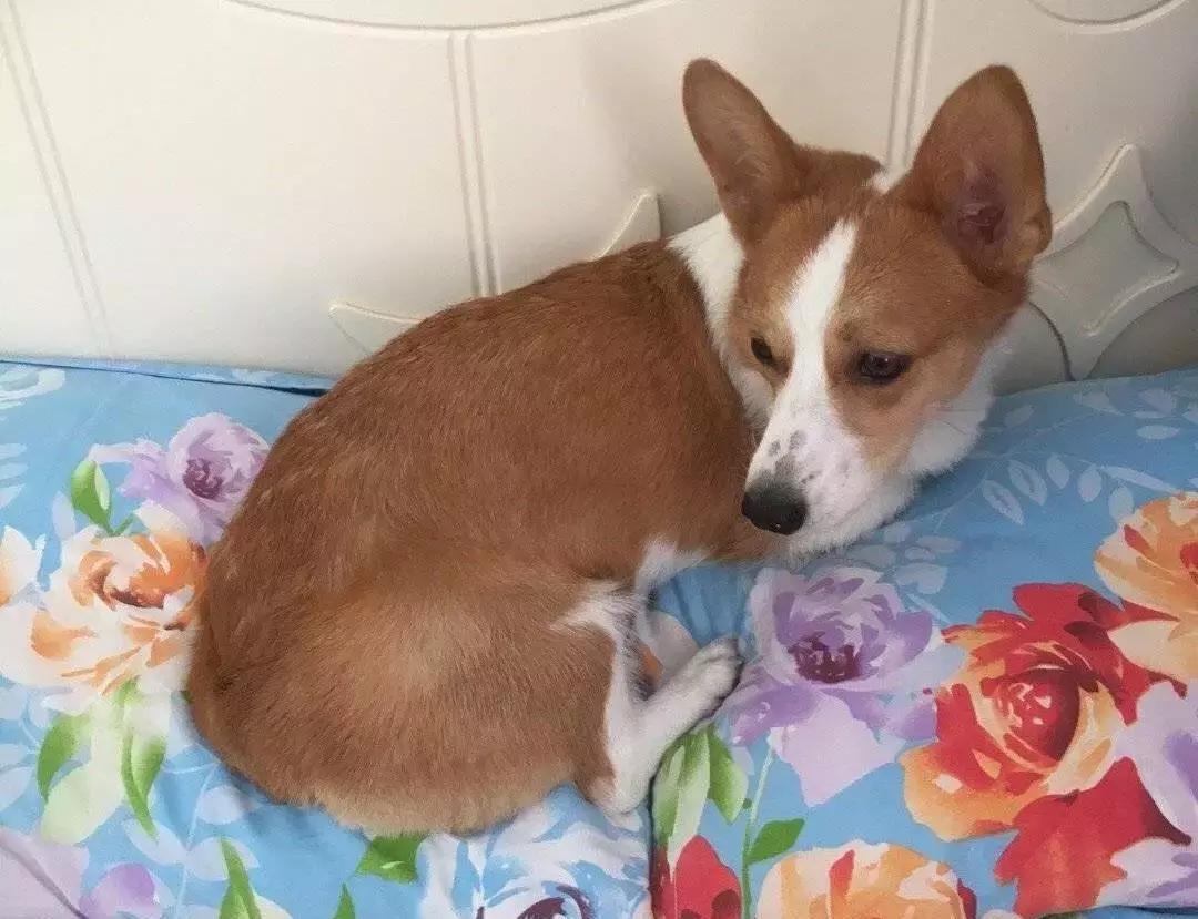 狗狗这么可爱，怎么舍得和它吵架呢？除非忍不住