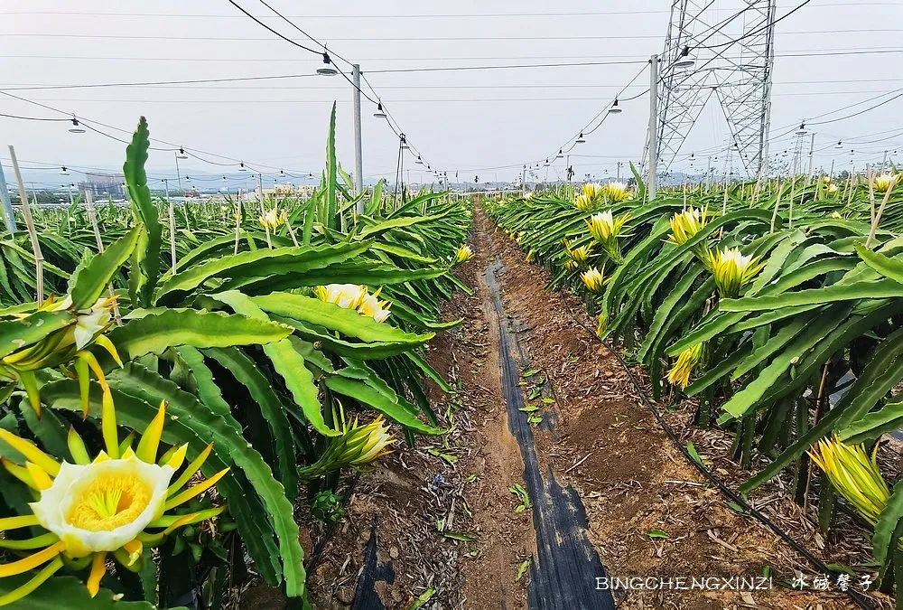 做把“村姑”，走进海南灯火灿烂的火龙果园