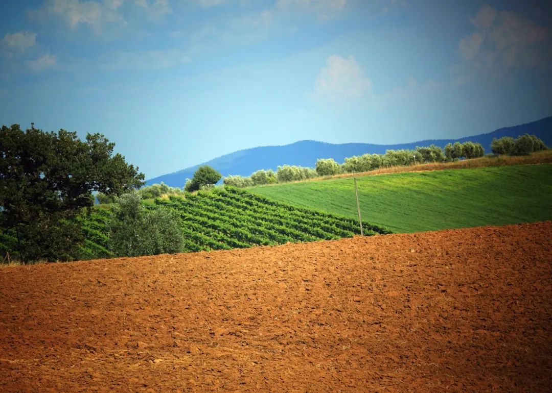 意大利最好的葡萄酒小镇,意大利马纳罗拉小镇盛产葡萄酒
