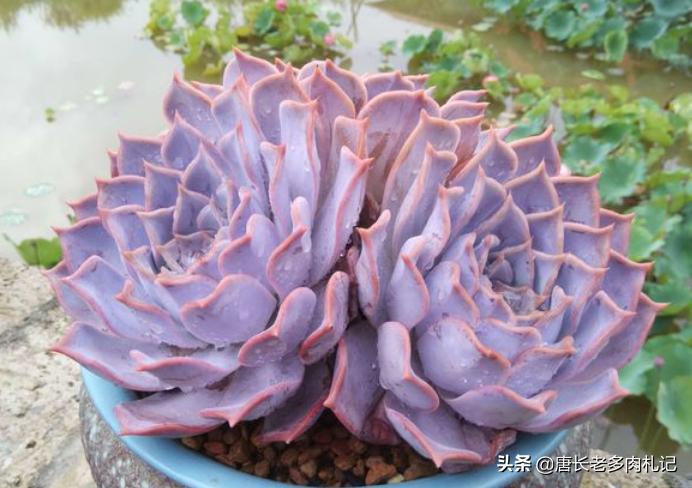 多肉露西娜怎么养,多肉露西娜养护