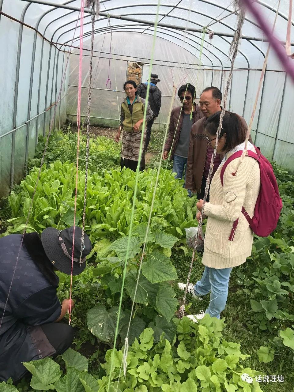 丁真火之前做了什么贡献,丁真没火之前在干什么