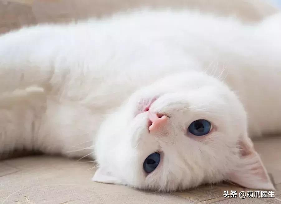 猫咪天天跑去喂鱼,猫咪不吃东西喝汤能喝饱吗
