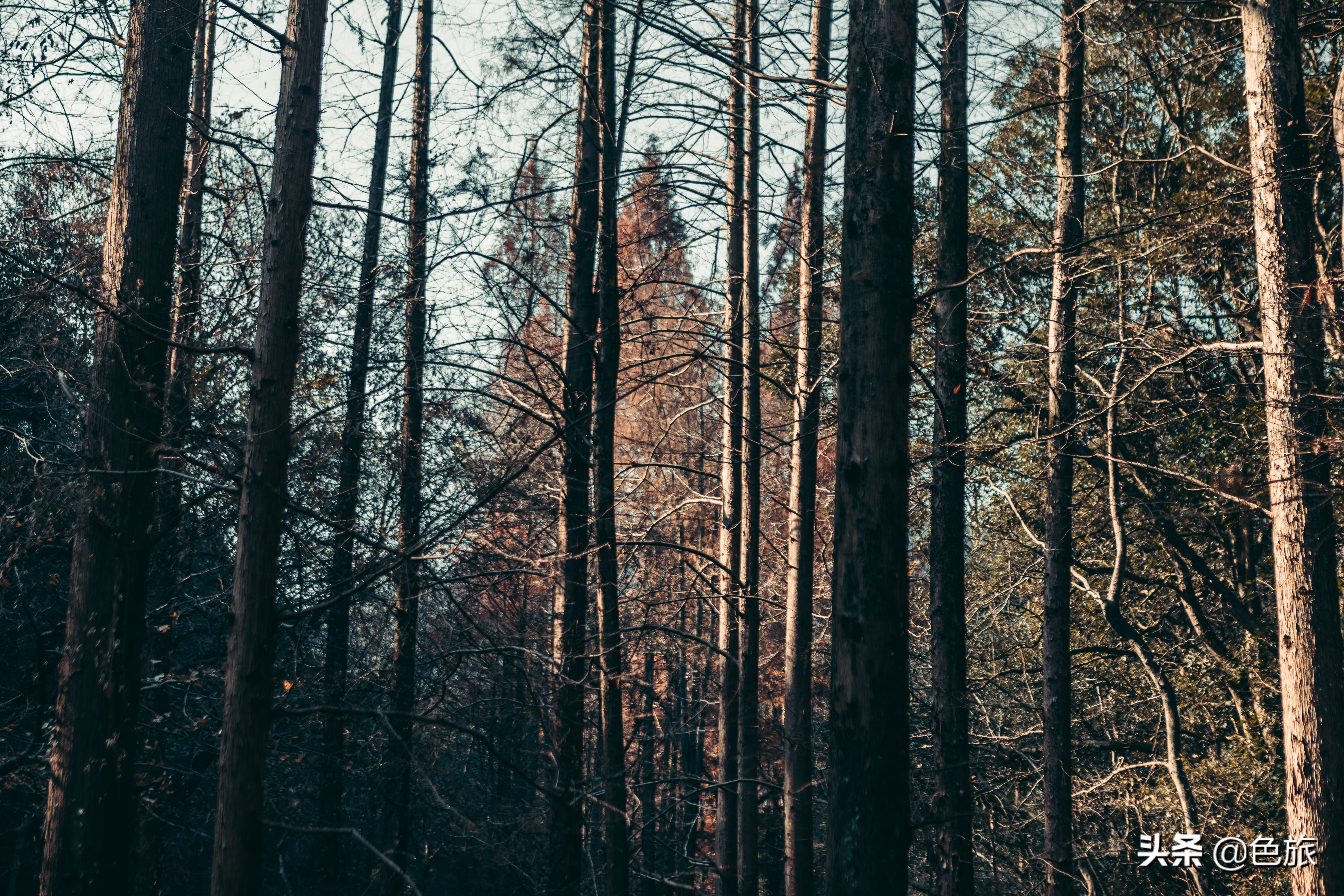 逆水寒游历虎跑梦泉怎么出葫芦,杭州游玩虎跑泉
