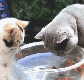 养英短还是俄蓝,养英短蓝猫还是美短好